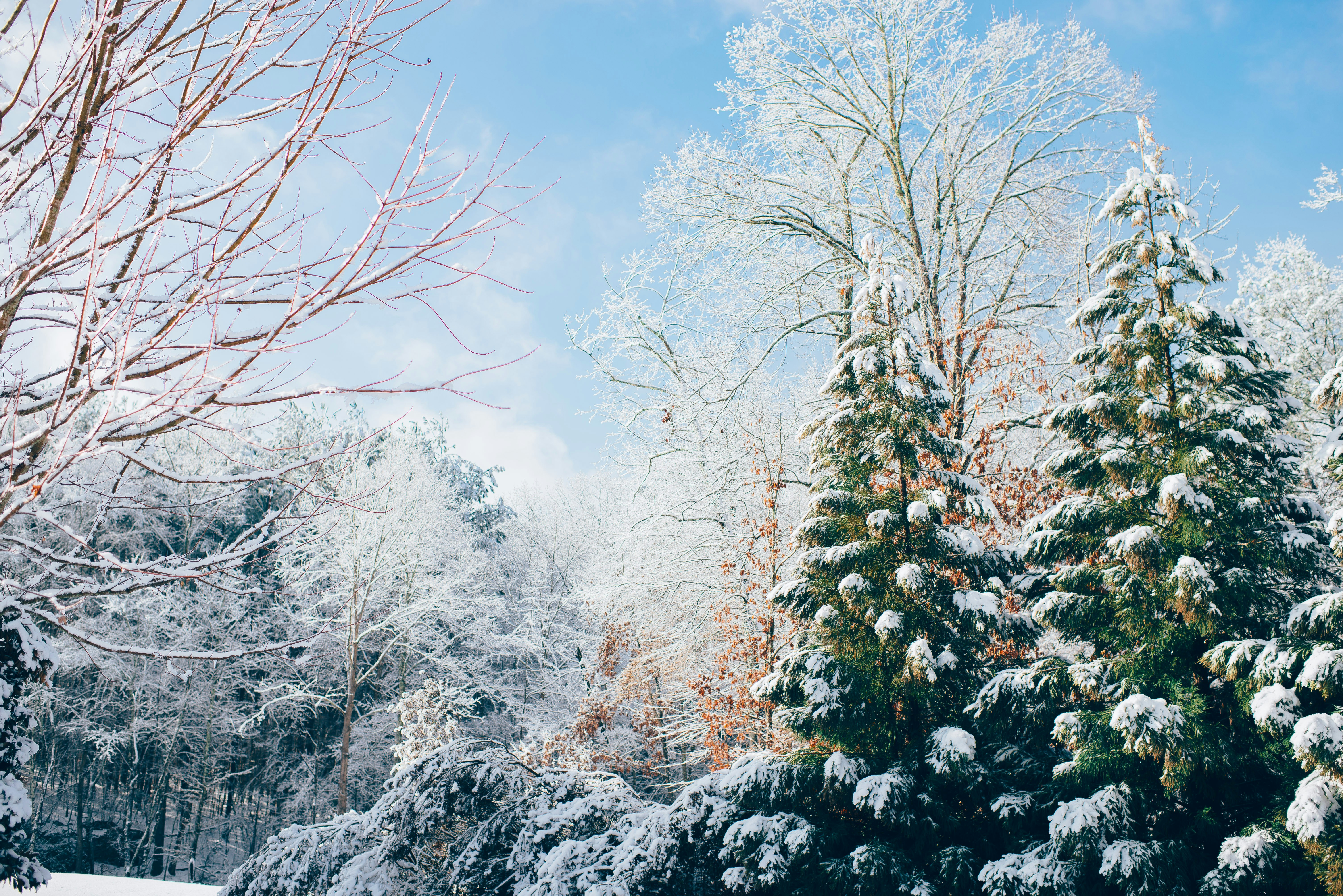 Snowy pine trees in winter