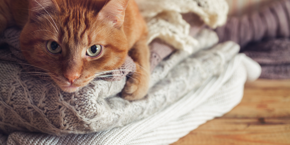 vuly-trampolines-protecting-pets-winter-indoors