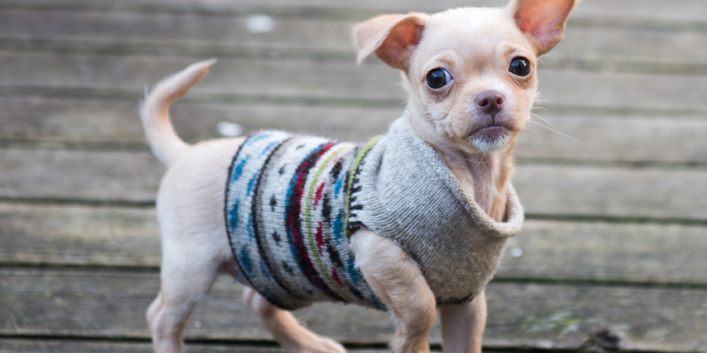 vuly-trampolines-protecting-pets-winter-woolly
