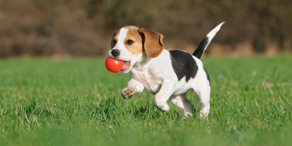 healthy-pets-summer-outdoor