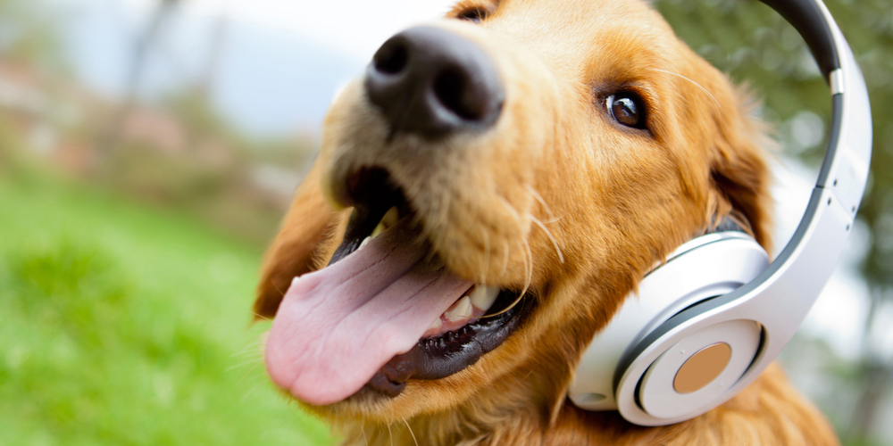 walking-the-dog-fun-music