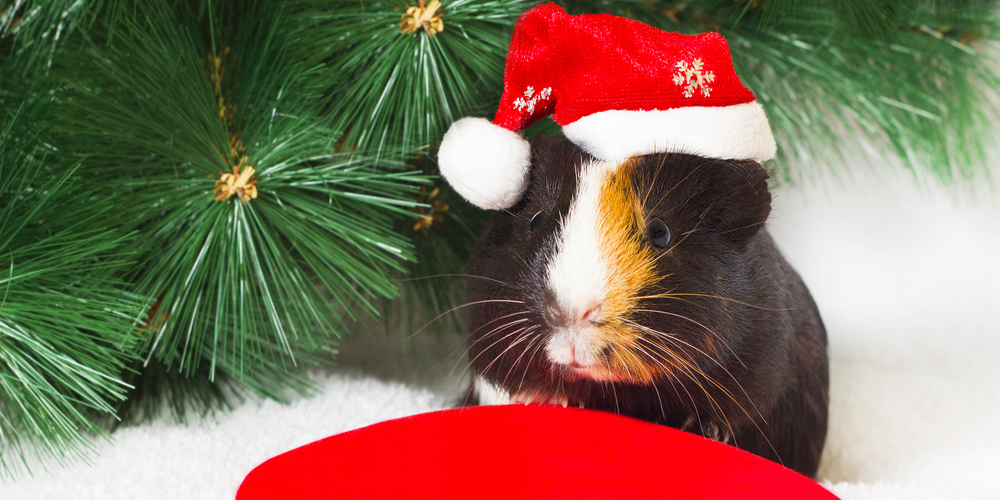 christmas-events-capital-city-hobart