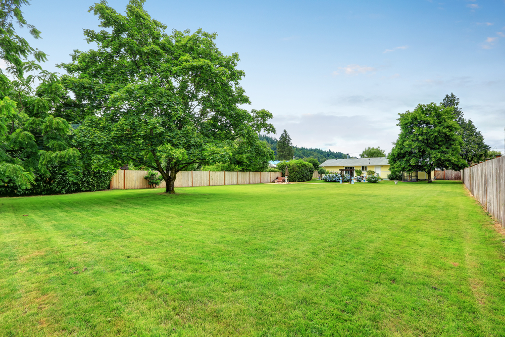 Empty backyard