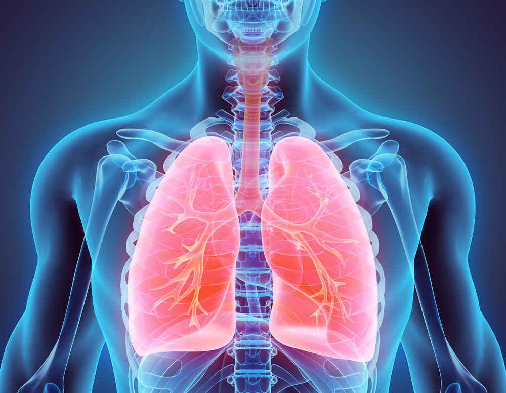 Lungs highlighted through exoskeleton