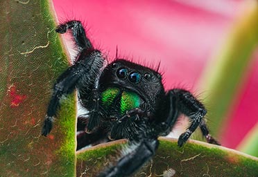 Living trampolines: Animals That Can Jump High! 