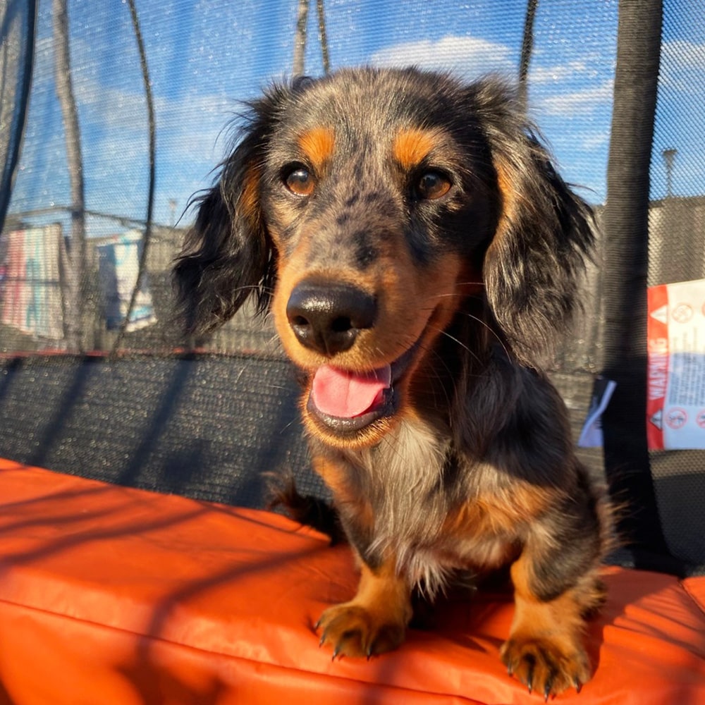 Dachshund Puppy